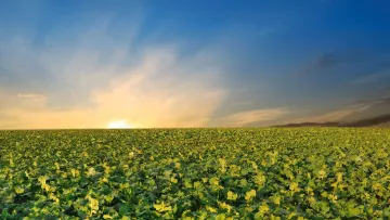 Raps-Bestand im Herbst optimieren